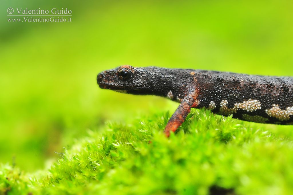 salamandrina terdigitata